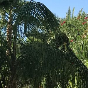 Meet your Posher, Zovie